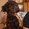 dog, curly_fur, black_dog, pet, indoors, couch, pillow, wooden_cabinet, books, living_room, happy, smiling, side_view, furniture, cozy, domestic_animal, household, portrait, canine, companion