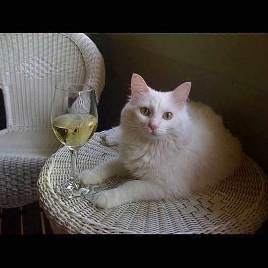 Priscilla