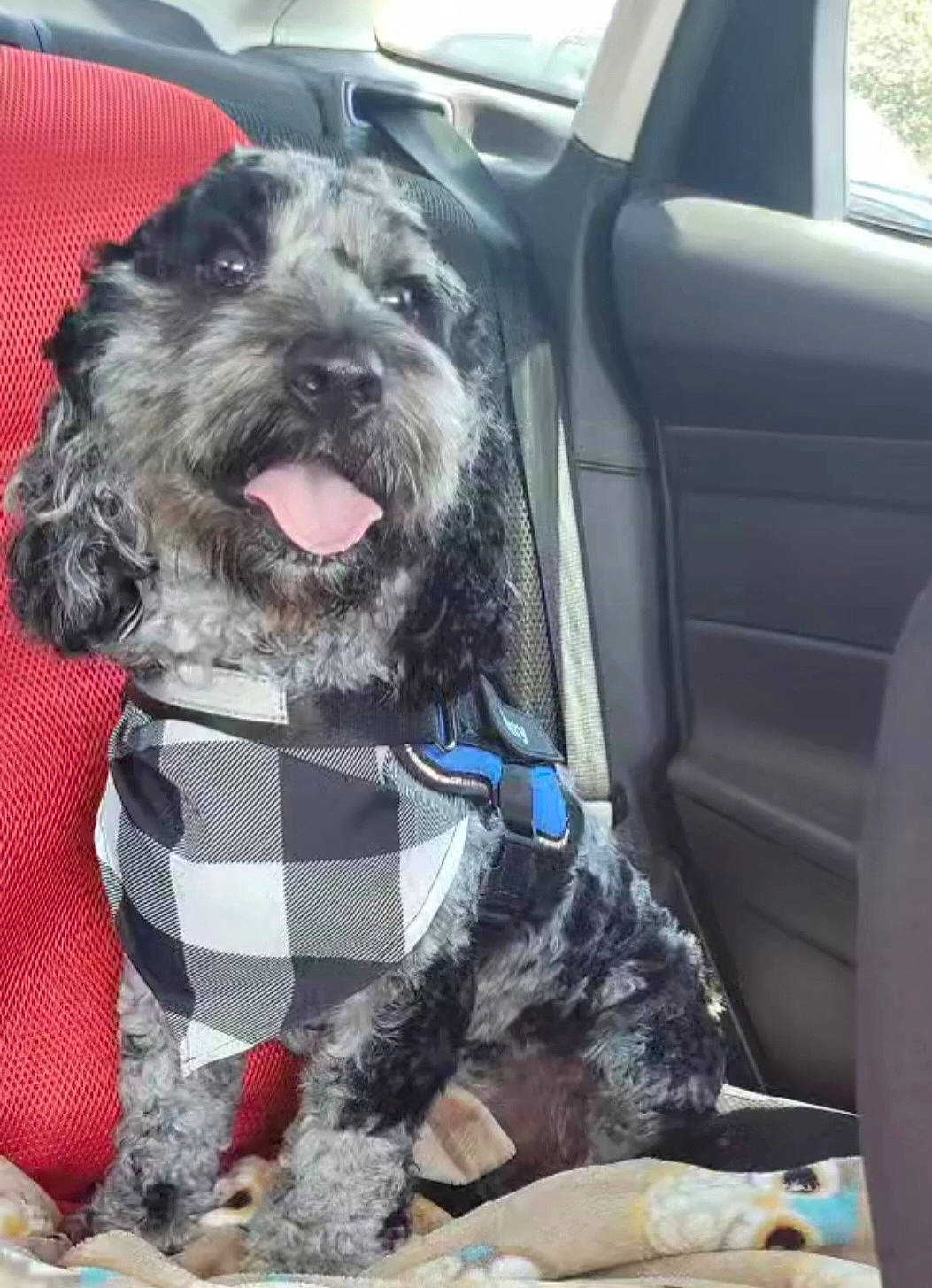 Dusty is registered to the contest to win money with this photo: auto_part, car, car_seat, car_seat_cover, carnivore, collar, companion_dog, dog, dog_breed, dog_collar, dog_supply, fur, schnauzer, seat_belt, snout, terrier, toy_dog, vehicle, water_dog, working_animal