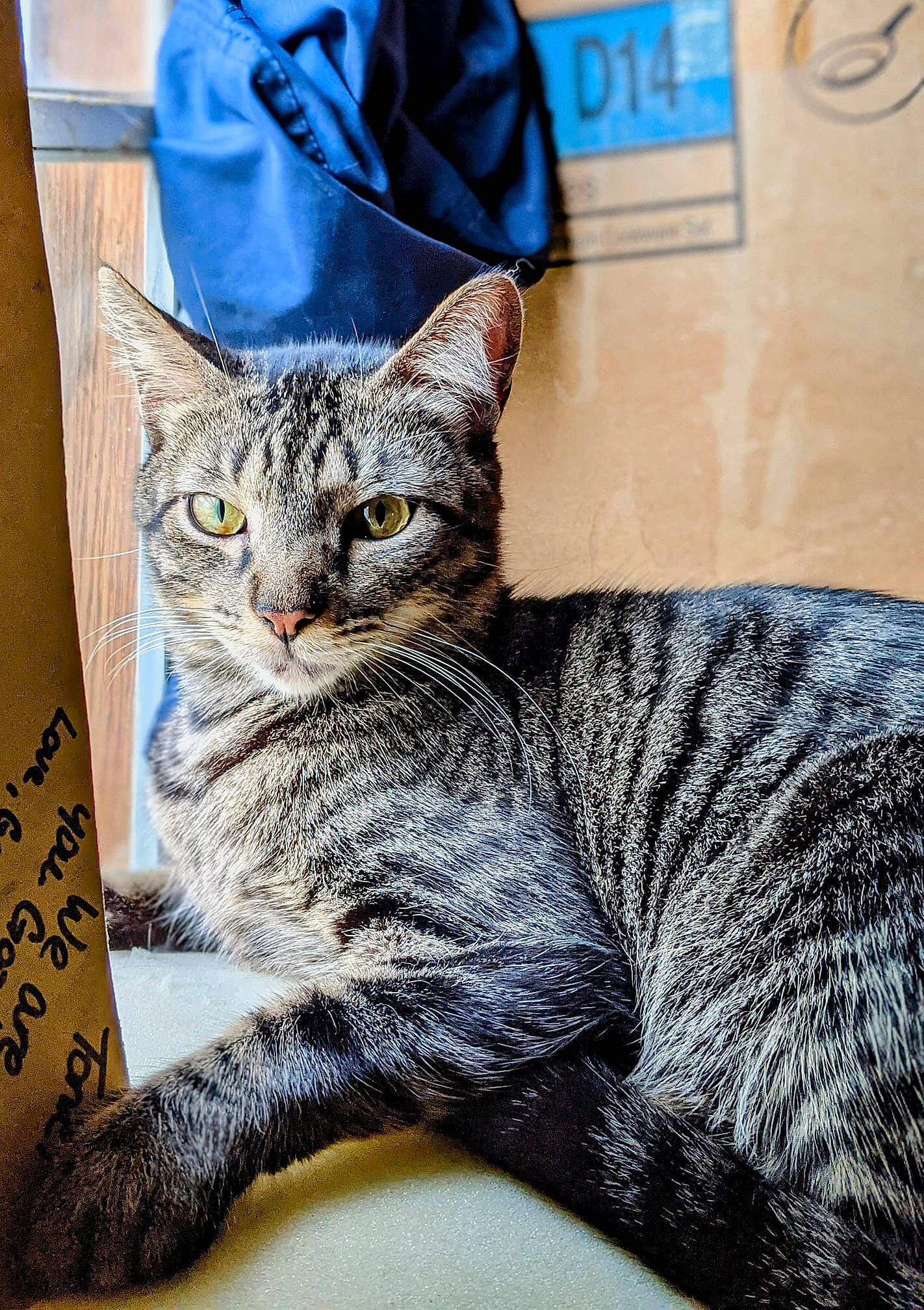 Loki is registered to the contest to win money with this photo: carnivore, cat, comfort, domestic_short_haired_cat, electric_blue, eye, felidae, fur, grey, illustration, pattern, paw, sitting, small_to_medium_sized_cats, snout, street_fashion, tail, tree, whiskers, window