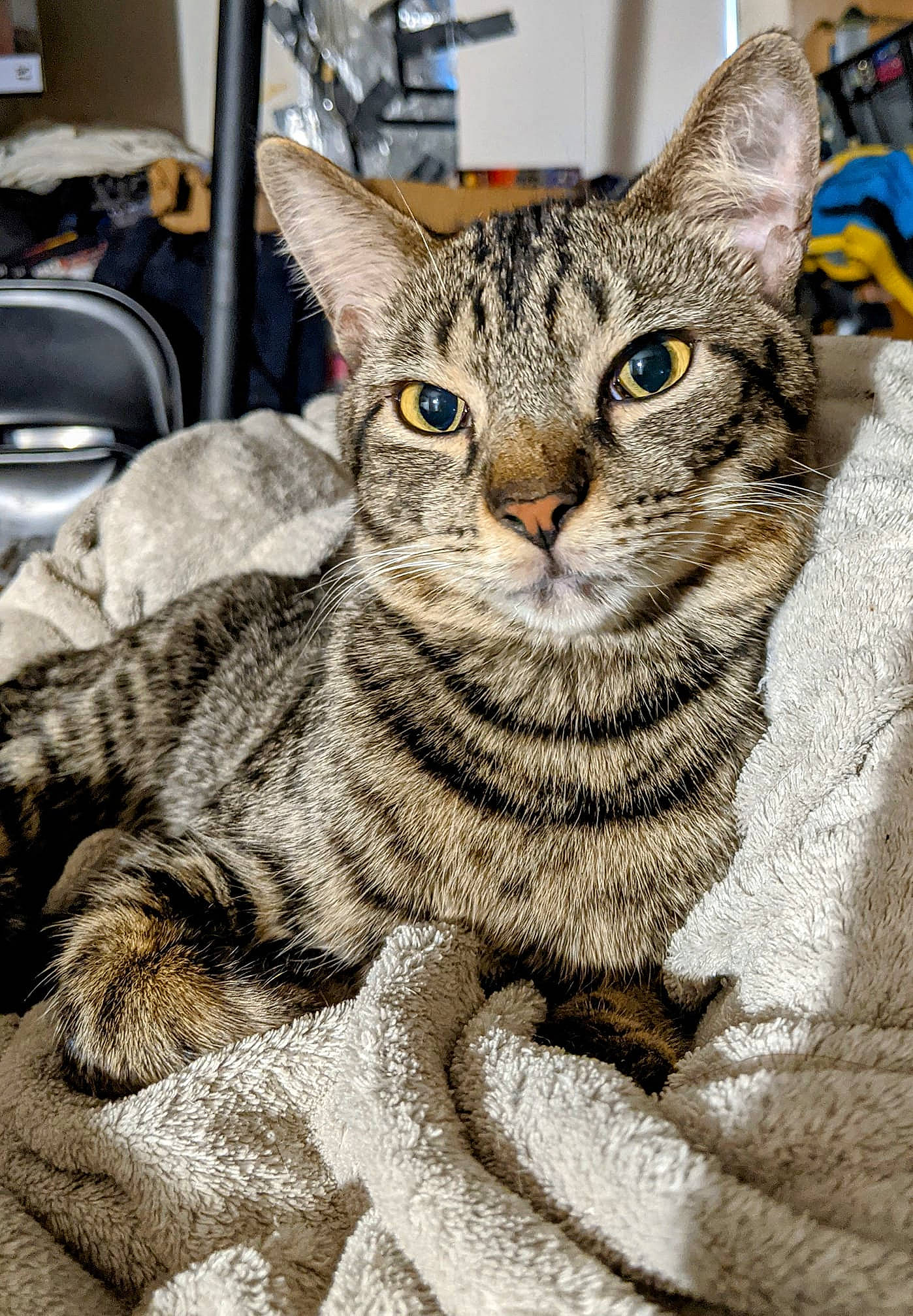 Loki is registered to the contest to win money with this photo: art, carnivore, cat, claw, domestic_short_haired_cat, felidae, fur, kitchen_appliance, paw, sitting, small_to_medium_sized_cats, snout, terrestrial_animal, whiskers, wildlife, window