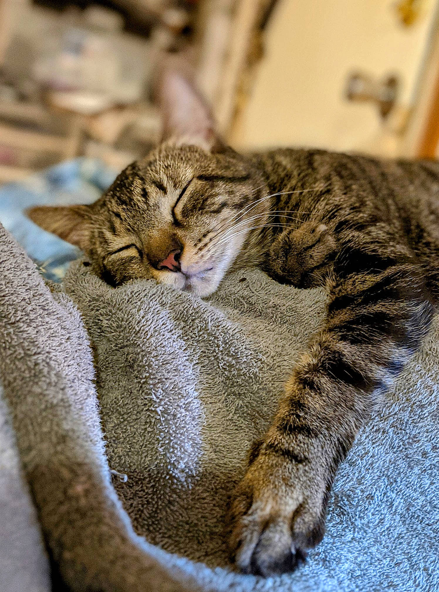 Loki is registered to the contest to win money with this photo: carnivore, cat, claw, close_up, comfort, domestic_short_haired_cat, eye, fawn, felidae, fur, grey, nap, paw, small_to_medium_sized_cats, snout, tail, terrestrial_animal, whiskers, wildlife, wood