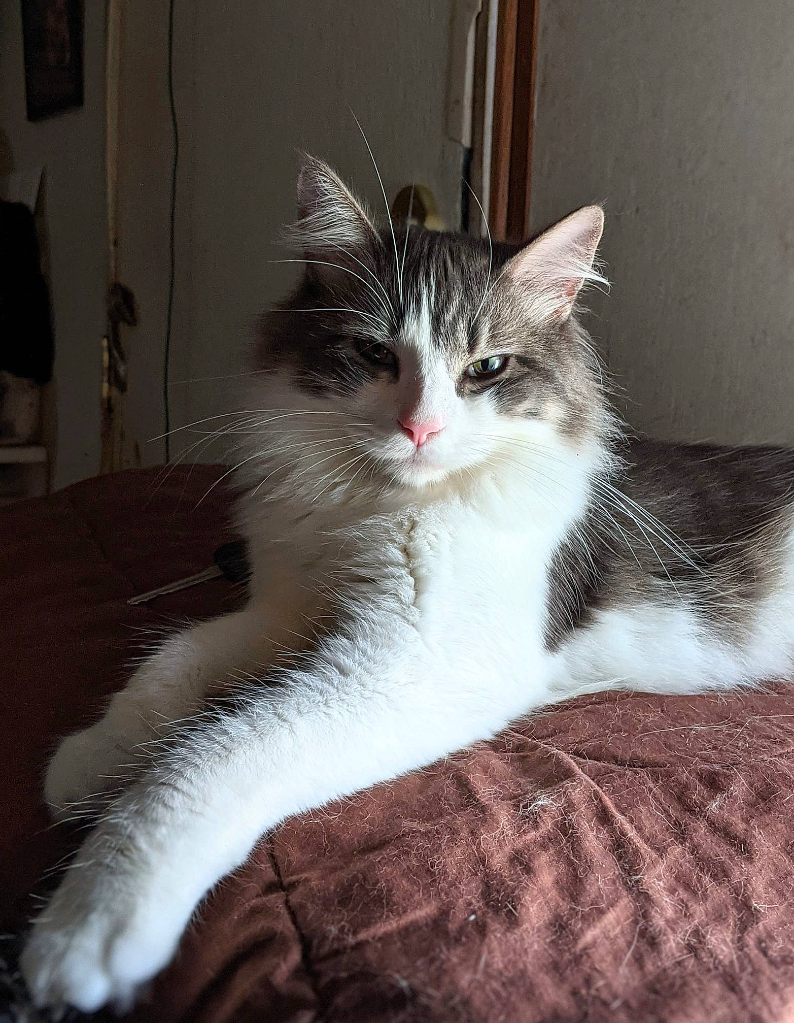 Percy joined the competition — help win amazing prizes! box, carnivore, cat, claw, comfort, domestic_short_haired_cat, felidae, fur, grey, paw, sitting, small_to_medium_sized_cats, snout, tail, whiskers, window