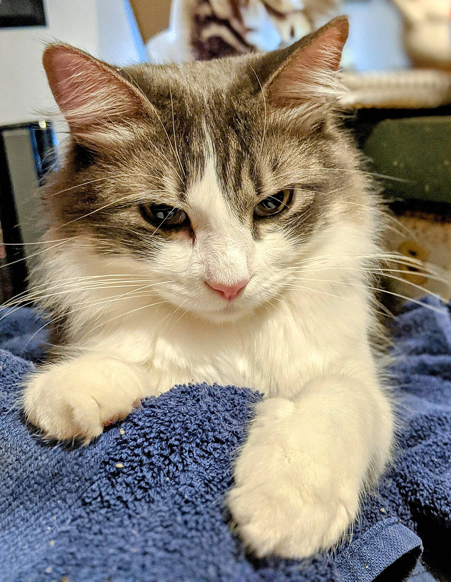 Percy is registered to the contest to win money with this photo: carnivore, cat, claw, domestic_short_haired_cat, felidae, foot, fur, paw, photo_caption, picture_frame, sitting, small_to_medium_sized_cats, snout, tail, whiskers, window