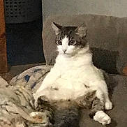 Teddy is registered to the contest to win money with this photo: blanket, cat, chubby_cat, companion, couch, feline, furniture, home, indoor, paws, pet, portrait, relaxed, sitting, sleepy, tabby, tail, upholstery, whiskers, white_fur