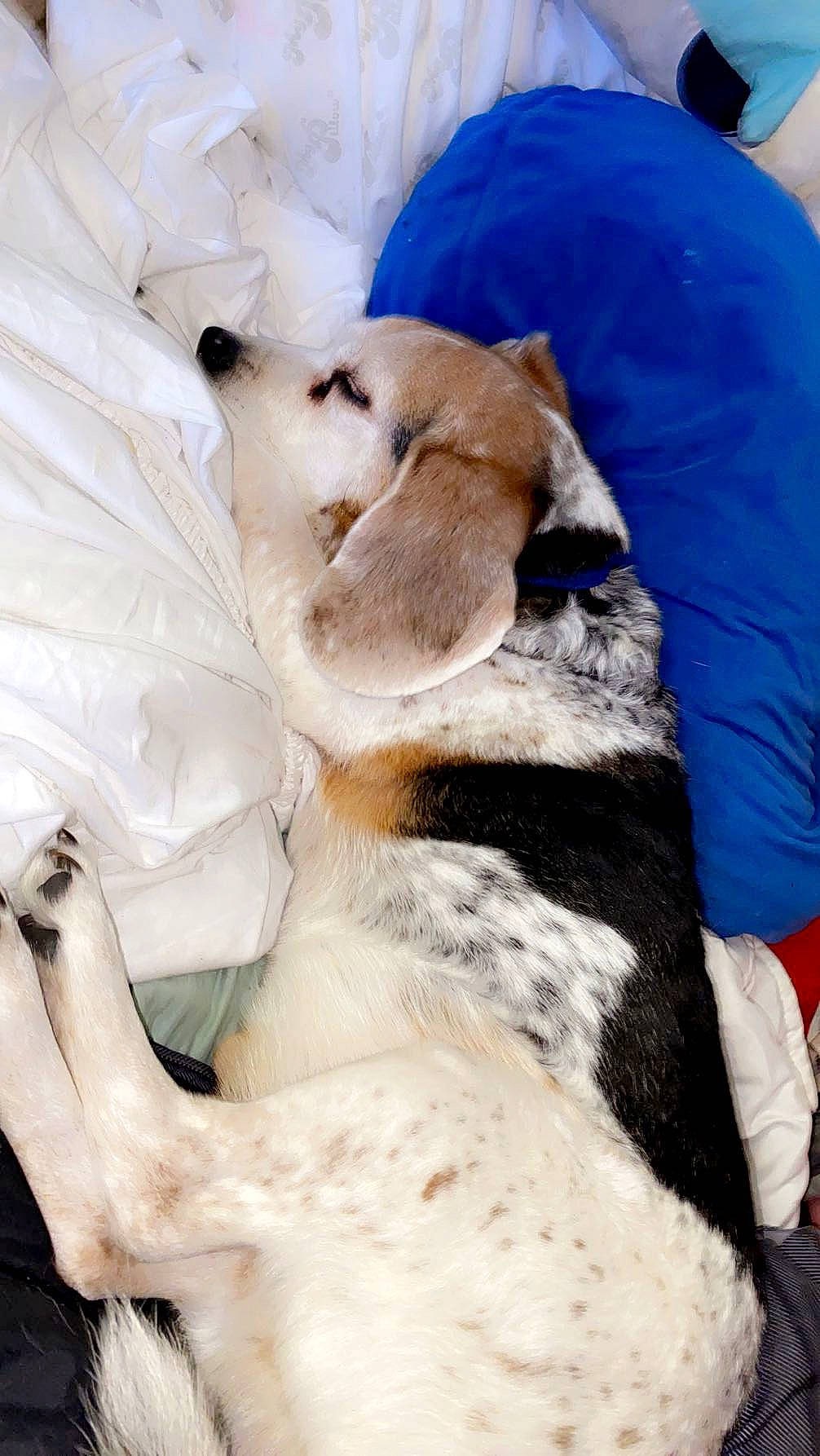 Trouble is registered to the contest to win money with this photo: canidae, carnivore, comfort, companion_dog, dog_breed, feather, felidae, fur, hat, linens, nap, small_to_medium_sized_cats, sporting_group, tail, whiskers, wildlife