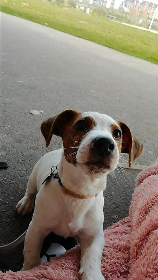 Hobby a rejoint le concours — aidez-le/la à gagner de superbes lots ! asphalt, carnivore, collar, companion_dog, dog, dog_breed, dog_collar, fawn, hunting_dog, plant, puppy, puppy_love, road, road_surface, snout, sporting_group, vertebrate, whiskers, working_animal, working_dog