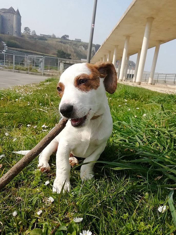 Hobby participe au concours pour gagner de l'argent avec cette photo : building, canidae, carnivore, collar, companion_dog, dog, dog_breed, dog_collar, fawn, grass, grassland, groundcover, pasture, plant, sky, snout, tail, terrestrial_animal, whiskers, working_animal