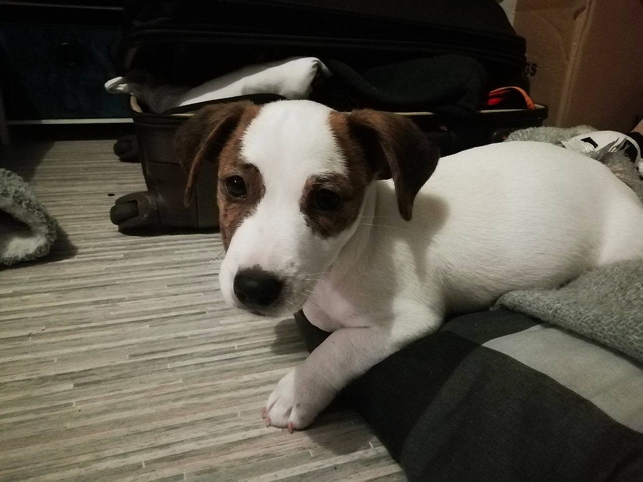 Hobby participe au concours pour gagner de l'argent avec cette photo : canidae, carnivore, collar, comfort, companion_dog, dog, dog_breed, dog_supply, fawn, flooring, hardwood, non_sporting_group, paw, pet_supply, plank, snout, sporting_group, whiskers, wood, working_animal