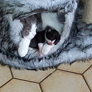 Elliot participe au concours pour gagner de l'argent avec cette photo : alaskan_malamute, canidae, carnivore, cat, dog, dog_breed, fur, paw, siberian_husky, tail, whiskers