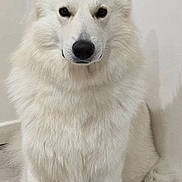 Ulyss a rejoint le concours — aidez-le/la à gagner de superbes lots ! dog, white_dog, fluffy, fur, sitting, portrait, ears, paws, nose, eyes, indoor, wall, blanket, mat, centered, attentive, calm, canine, long_fur, pet