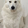 dog, white_dog, fluffy, fur, sitting, portrait, ears, paws, nose, eyes, indoor, wall, blanket, mat, centered, attentive, calm, canine, long_fur, pet