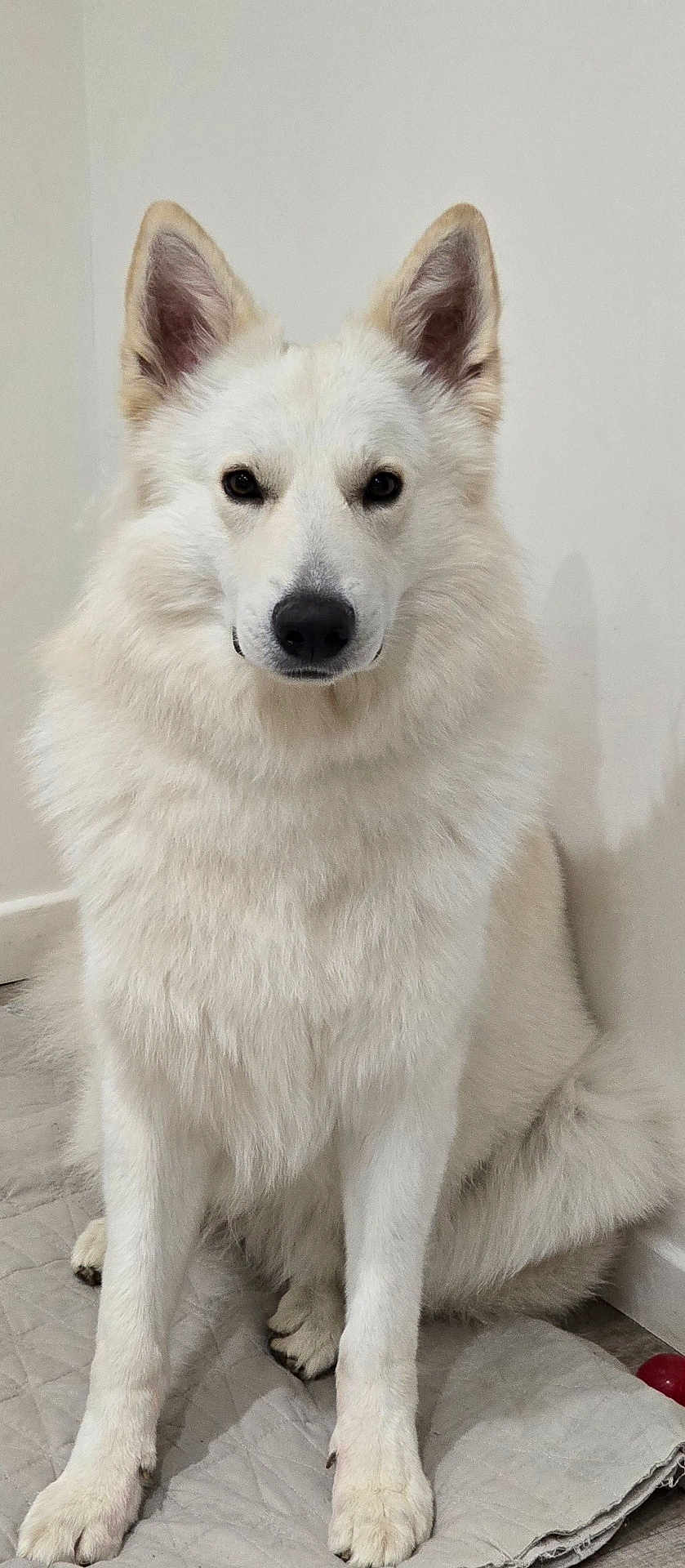 Ulyss a rejoint le concours — aidez-le/la à gagner de superbes lots ! dog, white_dog, fluffy, fur, sitting, portrait, ears, paws, nose, eyes, indoor, wall, blanket, mat, centered, attentive, calm, canine, long_fur, pet