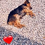 dog, sleeping, rocks, outdoor, sunlight, fur, brown, black, pet, animal, nap, relaxing, nature, daylight, resting, ground, heart_emoji, summer, warm, peaceful