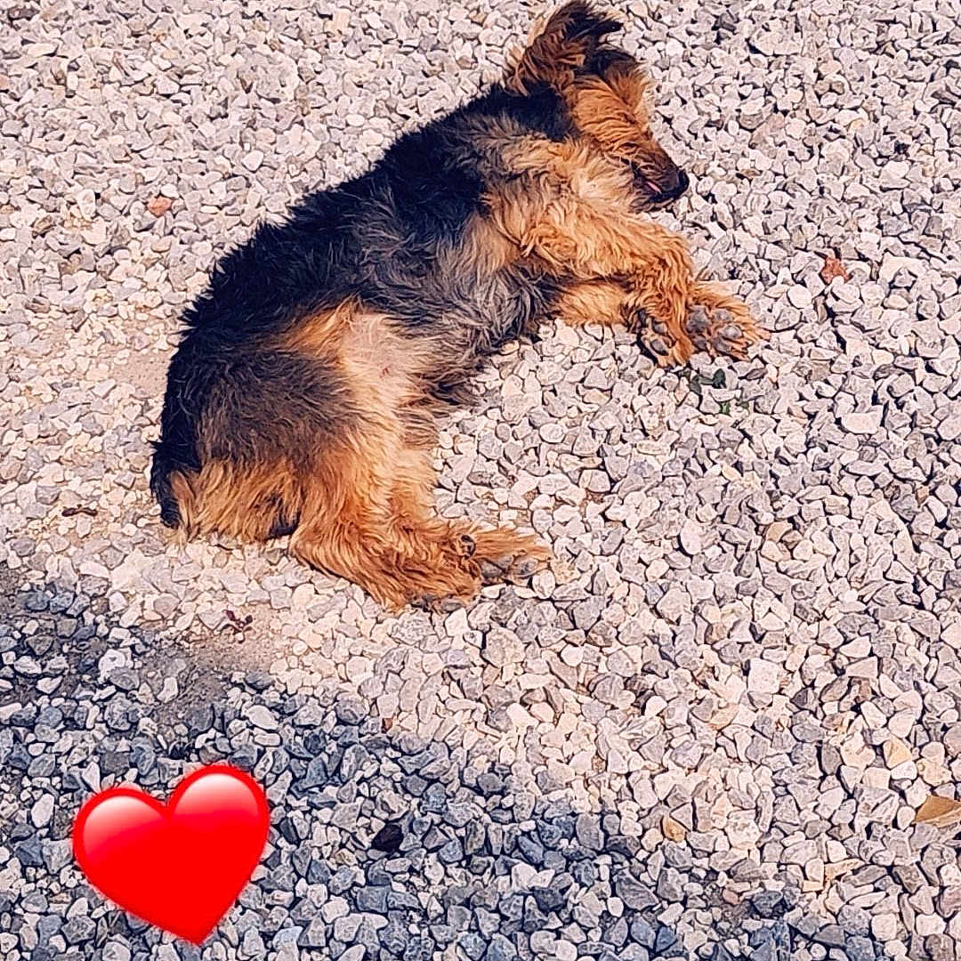 Anthony participe au concours pour gagner de l'argent avec cette photo : animal, black, brown, daylight, dog, fur, ground, heart_emoji, nap, nature, outdoor, peaceful, pet, relaxing, resting, rocks, sleeping, summer, sunlight, warm