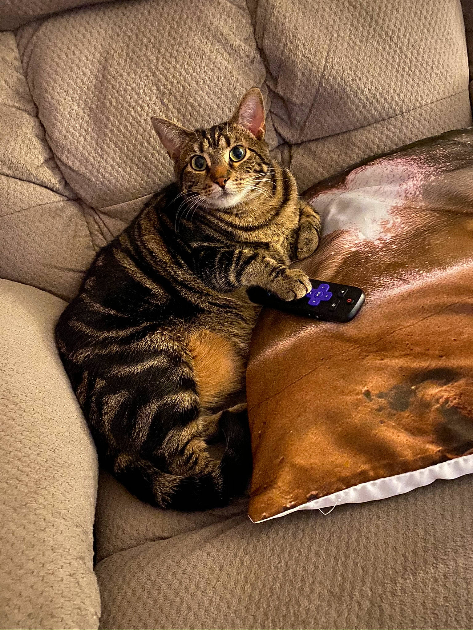 Destiny is registered to the contest to win money with this photo: carnivore, cat, claw, comfort, couch, domestic_short_haired_cat, eye, fawn, felidae, fur, leg, linens, paw, small_to_medium_sized_cats, snout, tail, terrestrial_animal, textile, whiskers, wildlife