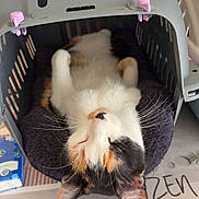 Xena participe au concours pour gagner de l'argent avec cette photo : cat, calico_cat, sleeping, pet, pet_carrier, carrier, blanket, bed, whiskers, ears, paws, nose, indoor, cozy, relaxed, close_up, mat, flower, zen, soft_fabric