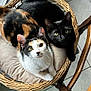 cat, cats, calico_cat, black_cat, basket, cushion, chair, tile_floor, window, sunlight, paws, whiskers, ears, looking_up, indoor, home, cozy, pet, feline, portrait