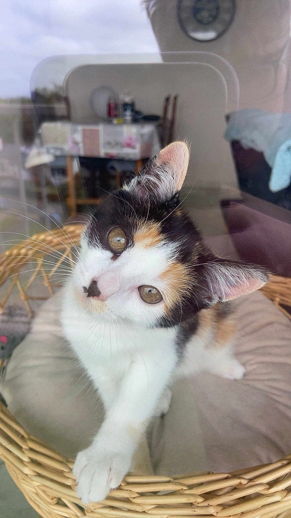 Xena a rejoint le concours — aidez-le/la à gagner de superbes lots ! cat, kitten, calico_cat, pet, wicker_basket, paw, whiskers, close_up, portrait, feline, curious, eyes, ears, fur, indoor, window_reflection, cushion, home_interior, chair, table