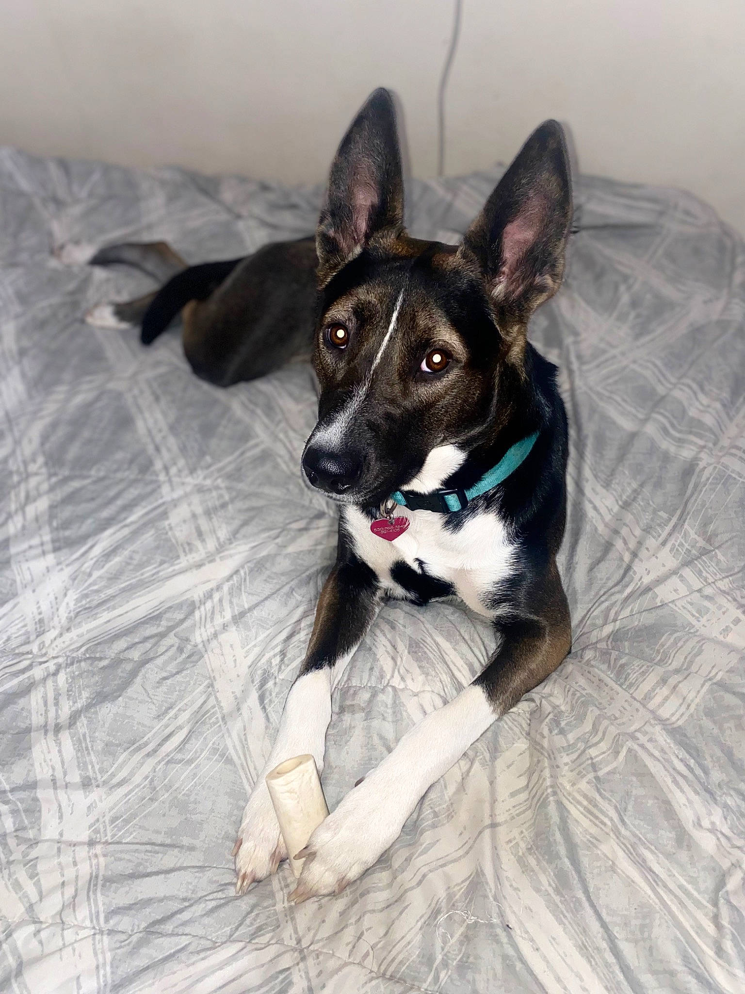 Missy is registered to the contest to win money with this photo: canidae, carnivore, collar, companion_dog, dog, dog_breed, dog_collar, dog_supply, electric_blue, flooring, fur, herding_dog, non_sporting_group, paw, snout, sporting_group, tail, working_animal, working_dog