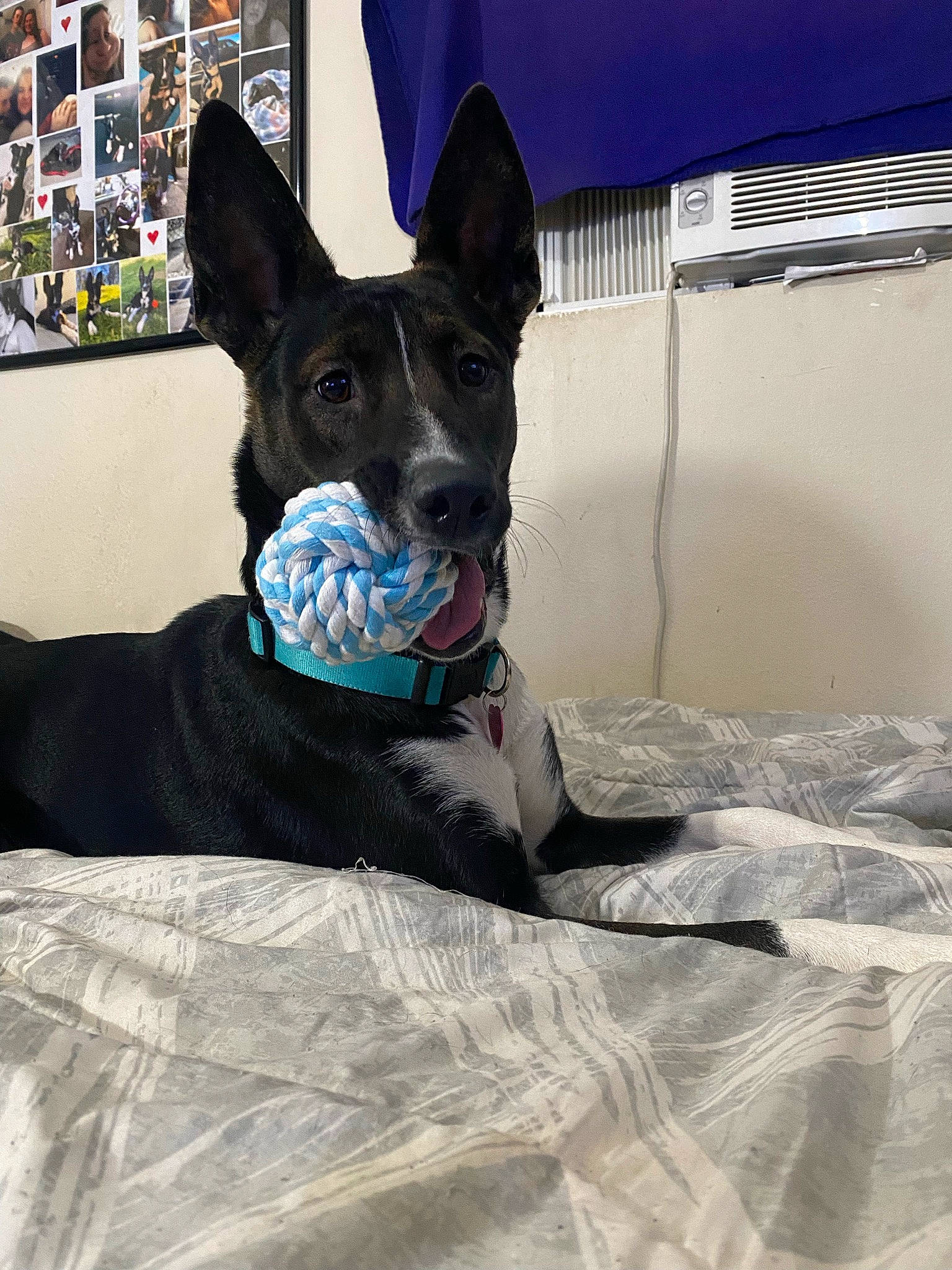 Missy is registered to the contest to win money with this photo: art, boston_terrier, canidae, carnivore, companion_dog, dog, dog_breed, dog_collar, dog_supply, electric_blue, fawn, guard_dog, linens, puppy, snout, sporting_group, whiskers, window, working_animal, working_dog