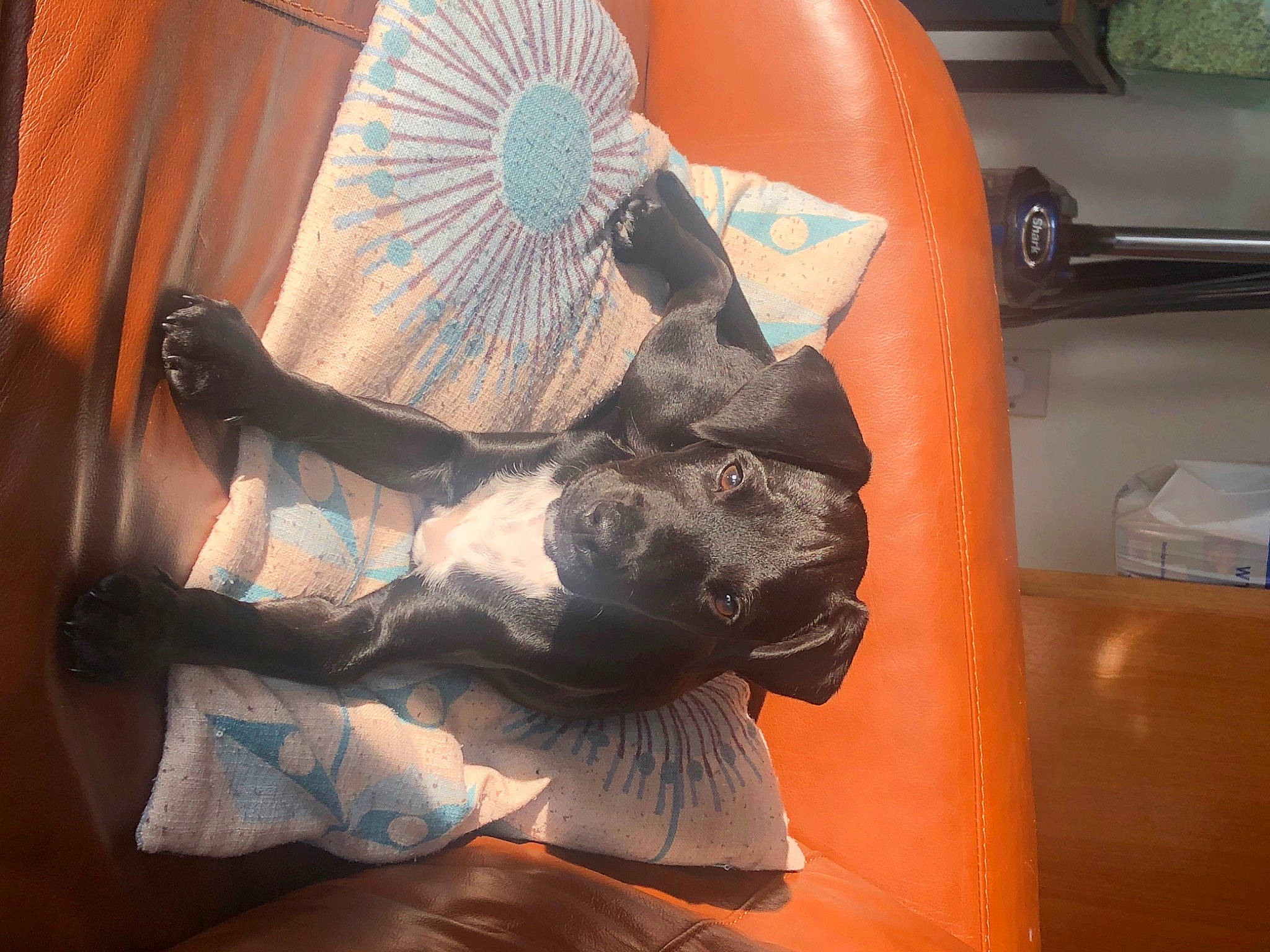 Cai joined the competition — help win amazing prizes! art, fawn