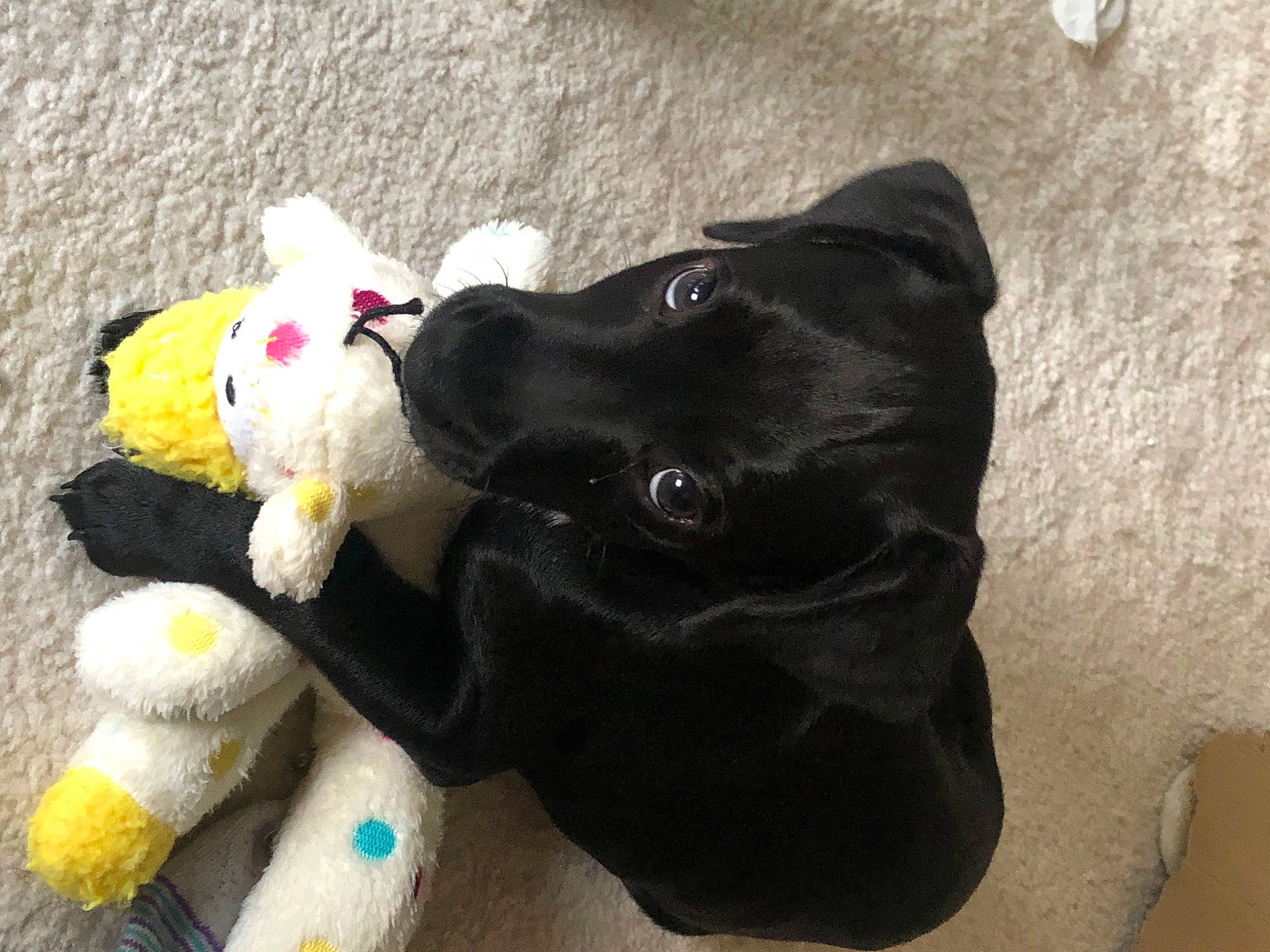 Cai joined the competition — help win amazing prizes! canidae, carnivore, companion_dog, dog, dog_breed, dog_toy, flat_coated_retriever, labrador_retriever, puppy, schipperke, sporting_group, stuffed_toy