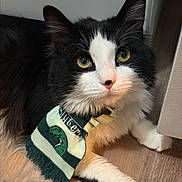 Artemis is registered to the contest to win money with this photo: cat, black_and_white, scarf, yellow_eyes, pet, feline, indoor, floor, wooden_floor, curious, close_up, animal, whiskers, fur, cute, domestic_cat, lying_down, portrait, face, green