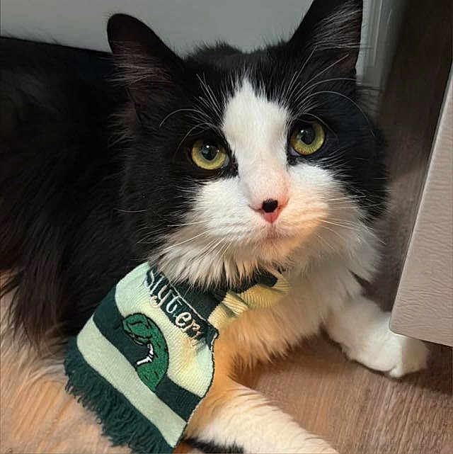 Artemis is registered to the contest to win money with this photo: cat, black_and_white, scarf, yellow_eyes, pet, feline, indoor, floor, wooden_floor, curious, close_up, animal, whiskers, fur, cute, domestic_cat, lying_down, portrait, face, green