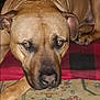 Bane joined the competition — help win amazing prizes! dog, brown_dog, pet, lying_down, carpet, blanket, indoor, animal, canine, close_up, resting, ears, nose, fur, paw, looking_at_camera, domestic_animal, companion, relaxed, portrait