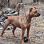 Bane is registered to the contest to win money with this photo: dog, brown, outdoor, fence, collar, animal, pet, alert, standing, yard, grass, dirt, chain_link_fence, debris, nature, canine, mammal, looking, collar_chain, black_object