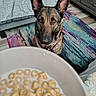 Honey Girl is registered to the contest to win money with this photo: dog, german_shepherd, cereal, milk, bowl, rug, bed, bedroom, floor, furniture, indoor, pet, animal, waiting, curious, ears, brown, black, canine, portrait