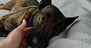 Honey Girl joined the competition — help win amazing prizes! dog, german_shepherd, bed, white_bedspread, hand, petting, indoor, television, cabinet, relaxed, animal, canine, fur, ears, nose, brown, black, home, comfort, resting