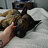 dog, german_shepherd, bed, white_bedspread, hand, petting, indoor, television, cabinet, relaxed, animal, canine, fur, ears, nose, brown, black, home, comfort, resting