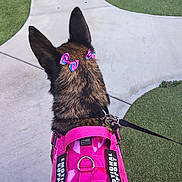 Honey Girl is registered to the contest to win money with this photo: dog, emotional_support, harness, pink, bows, hair_accessory, outdoor, sidewalk, grass, leash, pet, canine, walking, daylight, animal, brown_fur, black_fur, ear, back_view, cute