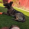 Honey Girl is registered to the contest to win money with this photo: dog, grass, tennis_ball, fence, person, outdoor, sunlight, sky, pet, yard, relaxed, animal, playing, nature, summer, collar, tongue, resting, head, leisure