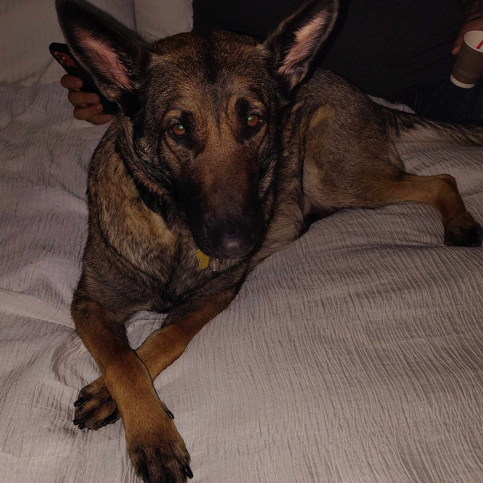 Honey Girl is registered to the contest to win money with this photo: dog, german_shepherd, bed, paws, lying_down, indoor, person, hand, phone, cup, blanket, texture, fur, animal, pet, resting, crossed_paws, brown, black, relaxed