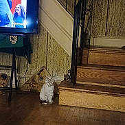 Snowfall is registered to the contest to win money with this photo: animal, cat, cord, curious, domestic, flooring, furniture, household, indoor, person_on_tv, pet, quiet, screen, sitting, staircase, stairs, television, vintage_decor, wallpaper, wooden_floor