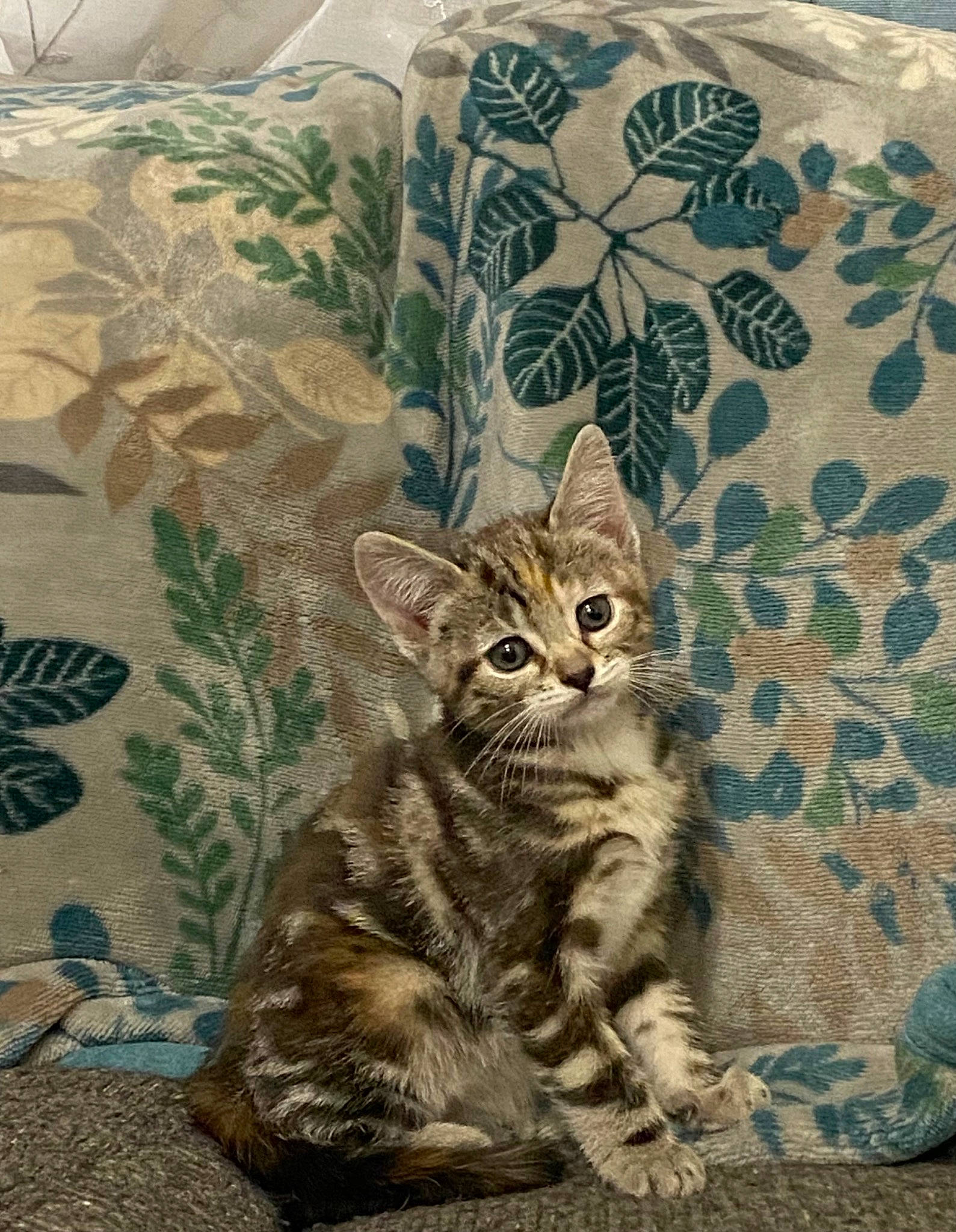 Willow Faye joined the competition — help win amazing prizes! carnivore, cat, domestic_short_haired_cat, felidae, fur, grass, linens, pattern, paw, sitting, small_to_medium_sized_cats, snout, tail, terrestrial_animal, visual_arts, whiskers, wildlife