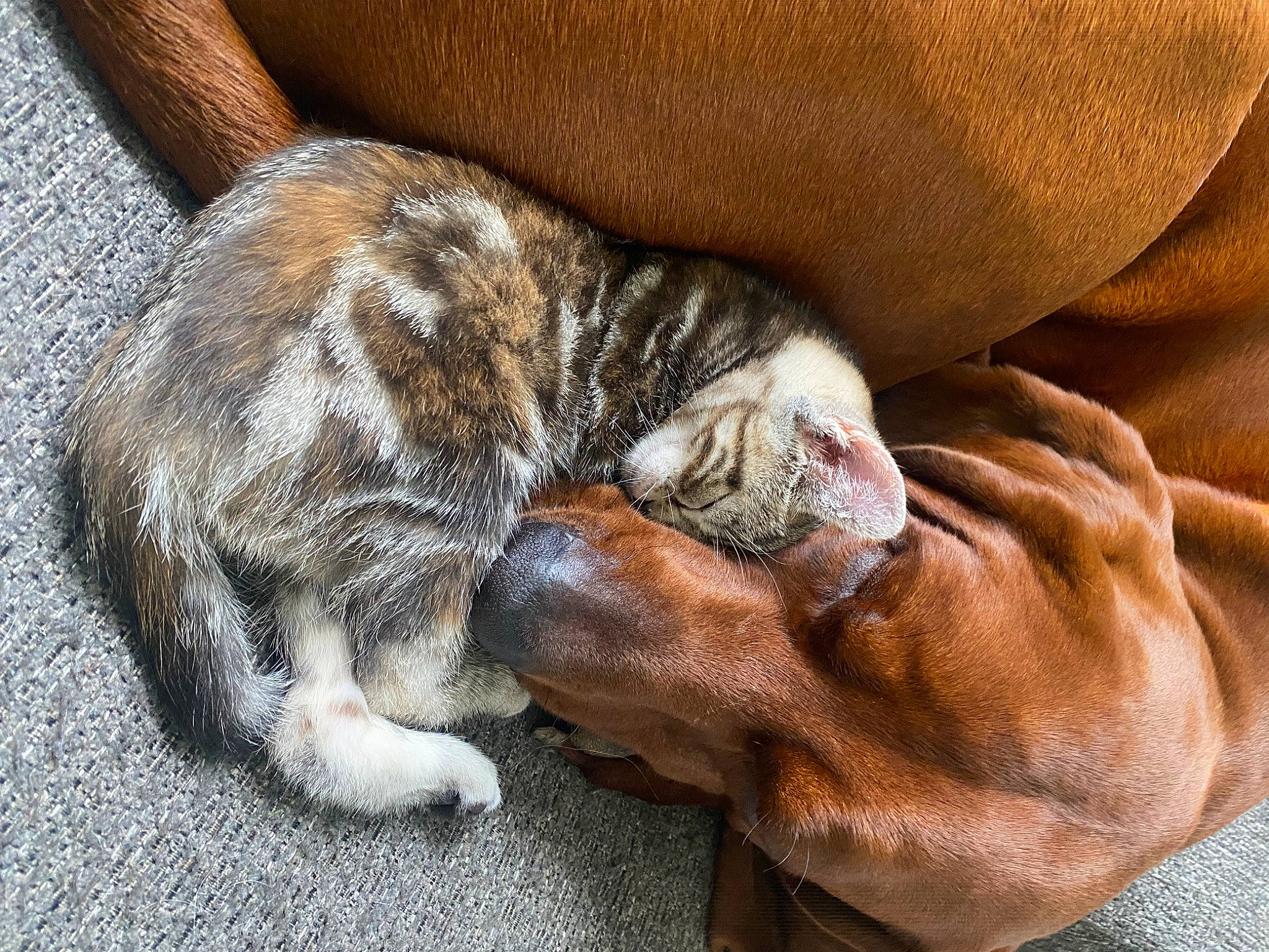 Willow Faye joined the competition — help win amazing prizes! carnivore, cat, claw, comfort, dog_breed, domestic_short_haired_cat, fawn, felidae, fur, nap, paw, sleep, small_to_medium_sized_cats, snout, sporting_group, tail, terrestrial_animal, whiskers, wood, wrinkle