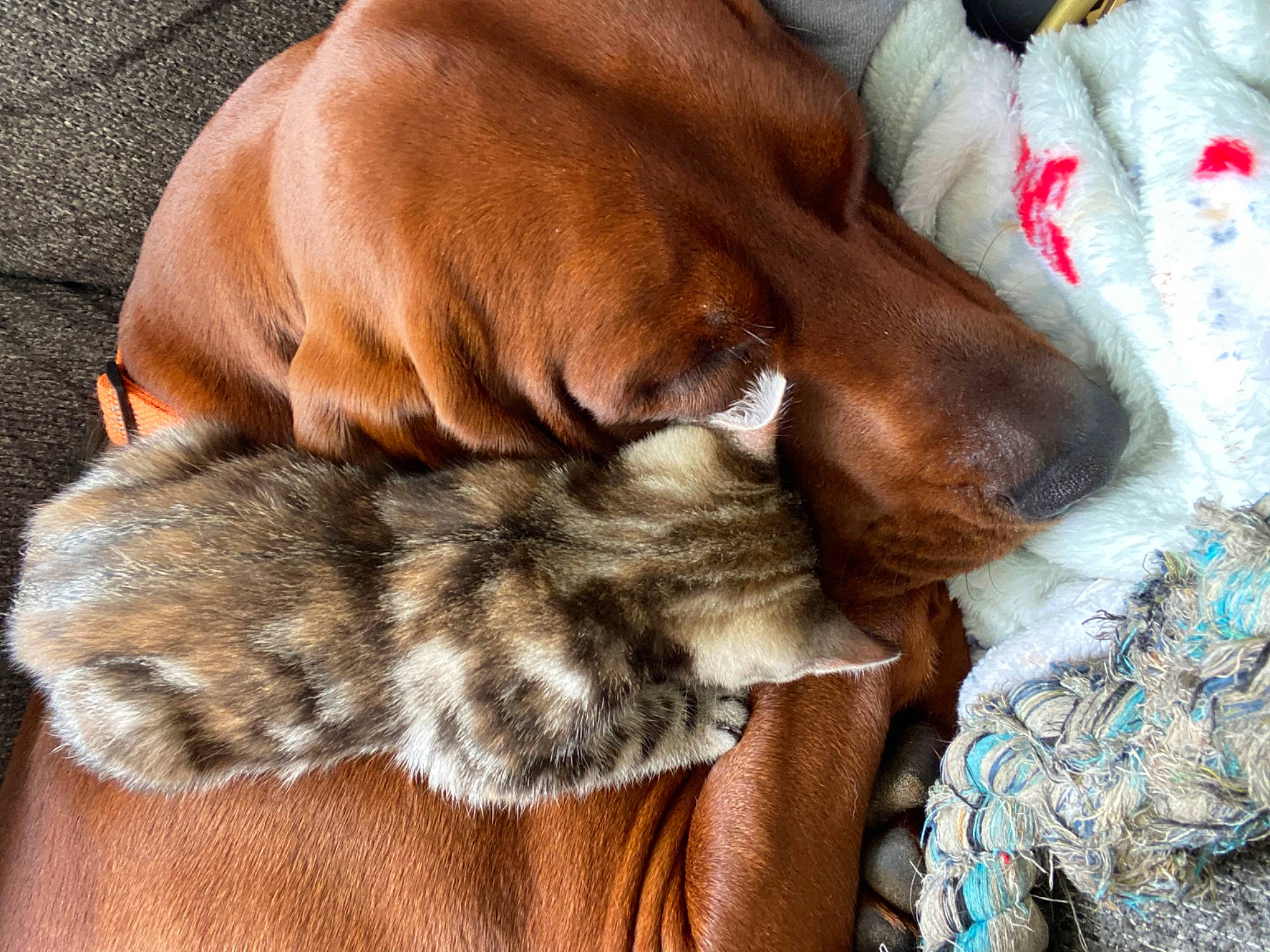 Willow Faye is registered to the contest to win money with this photo: brown, carnivore, comfort, companion_dog, dog, dog_breed, dog_supply, fawn, fur, linens, liver, mammal, mat, pet_supply, sporting_group, working_animal