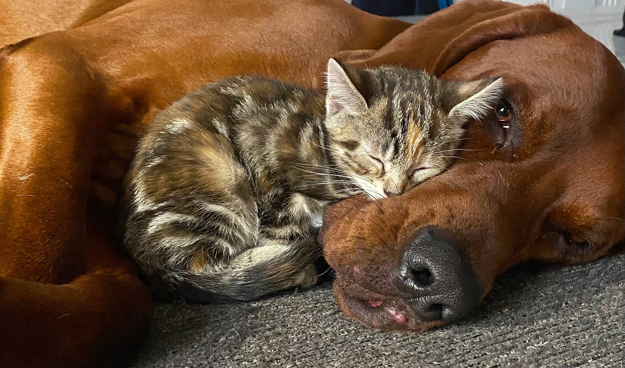 Willow Faye joined the competition — help win amazing prizes! carnivore, cat, cat_supply, claw, comfort, domestic_short_haired_cat, fawn, felidae, fur, nap, paw, sleep, small_to_medium_sized_cats, snout, tail, terrestrial_animal, whiskers, wildlife