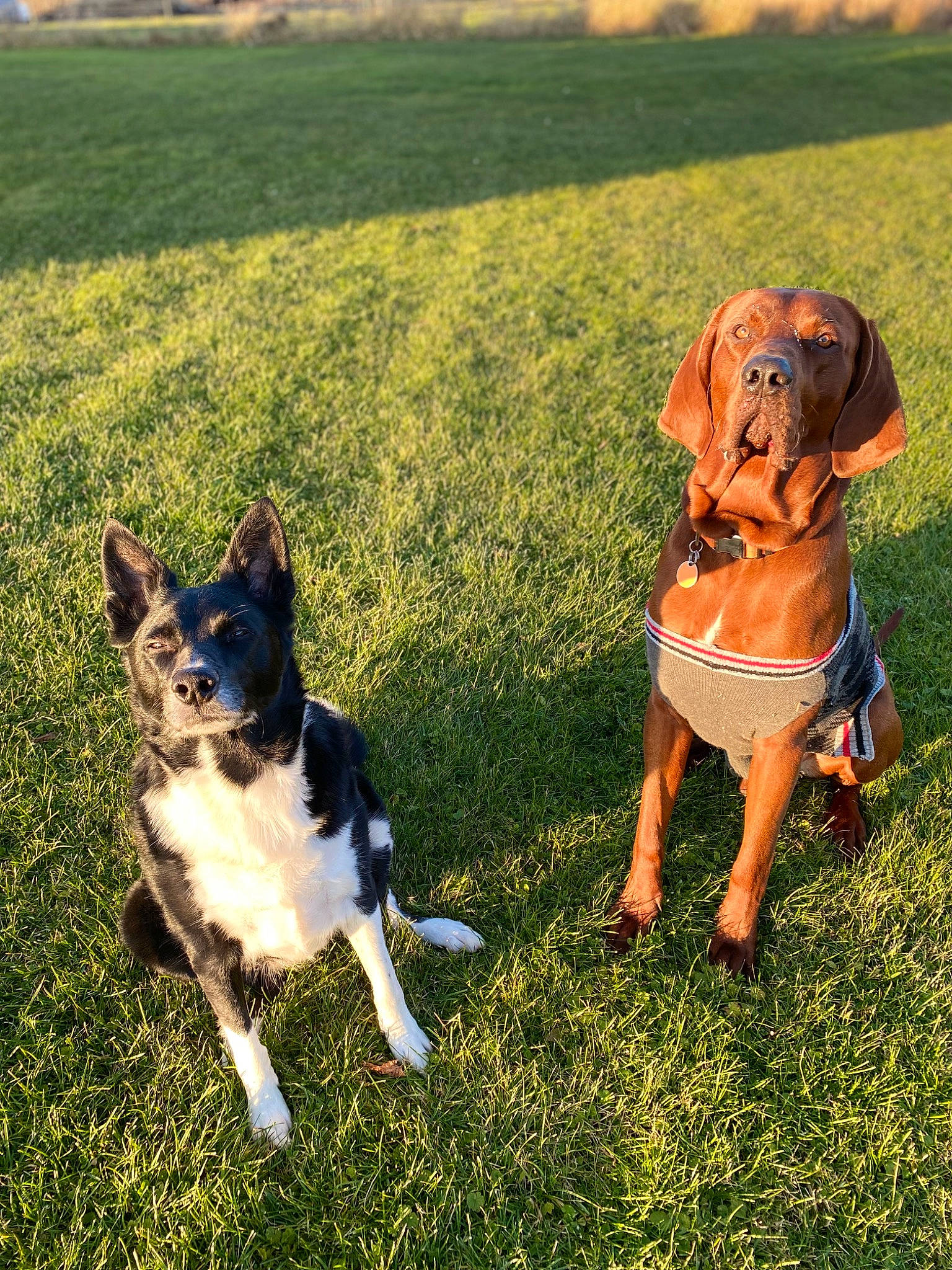 Cooper joined the competition — help win amazing prizes! canidae, carnivore, companion_dog, dog, dog_breed, fawn, grass, grassland, happy, herding_dog, leash, mammal, pasture, people_in_nature, plant, sporting_group, tail, vertebrate, working_animal, working_dog