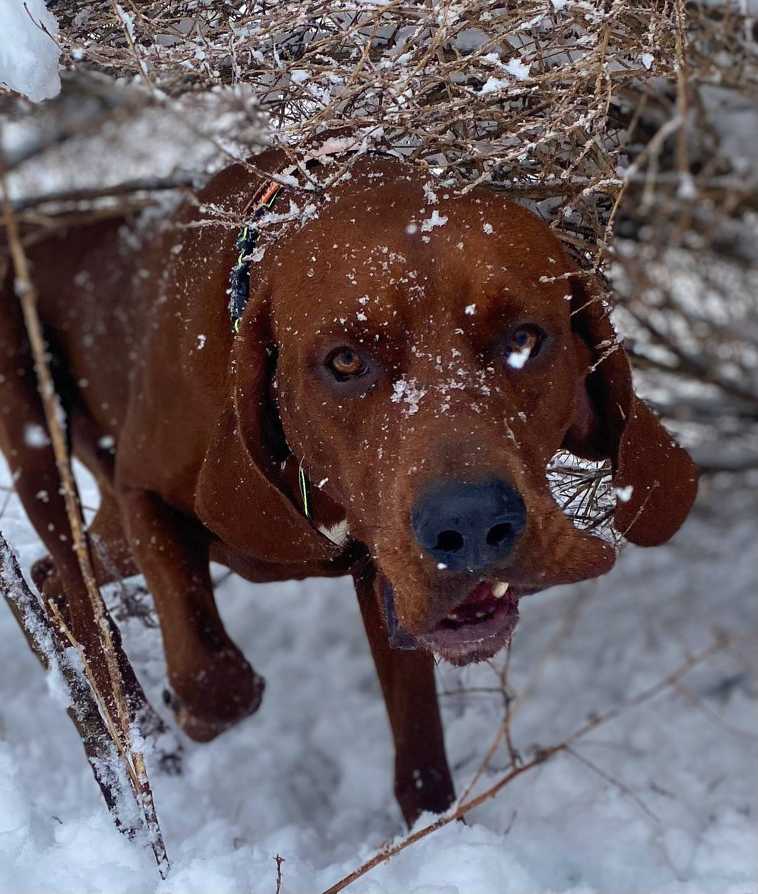 Cooper joined the competition — help win amazing prizes! canidae, carnivore, collar, companion_dog, dog, dog_breed, dog_collar, fawn, freezing, gun_dog, liver, mammal, pet_supply, precipitation, snout, snow, sporting_group, vertebrate, winter, working_animal