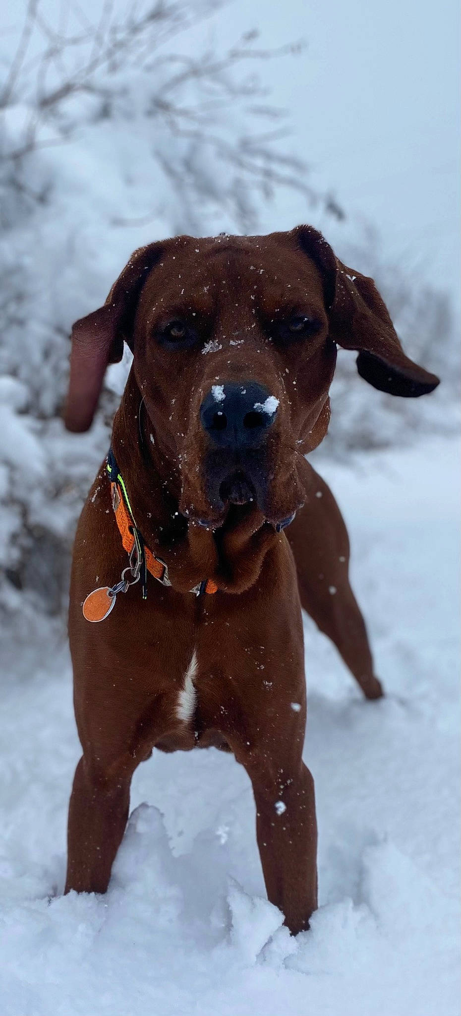 Cooper is registered to the contest to win money with this photo: canidae, carnivore, collar, companion_dog, dog, dog_breed, dog_collar, dog_supply, fawn, guard_dog, hunting_dog, liver, pet_supply, snout, snow, sporting_group, whiskers, winter, working_animal, working_dog