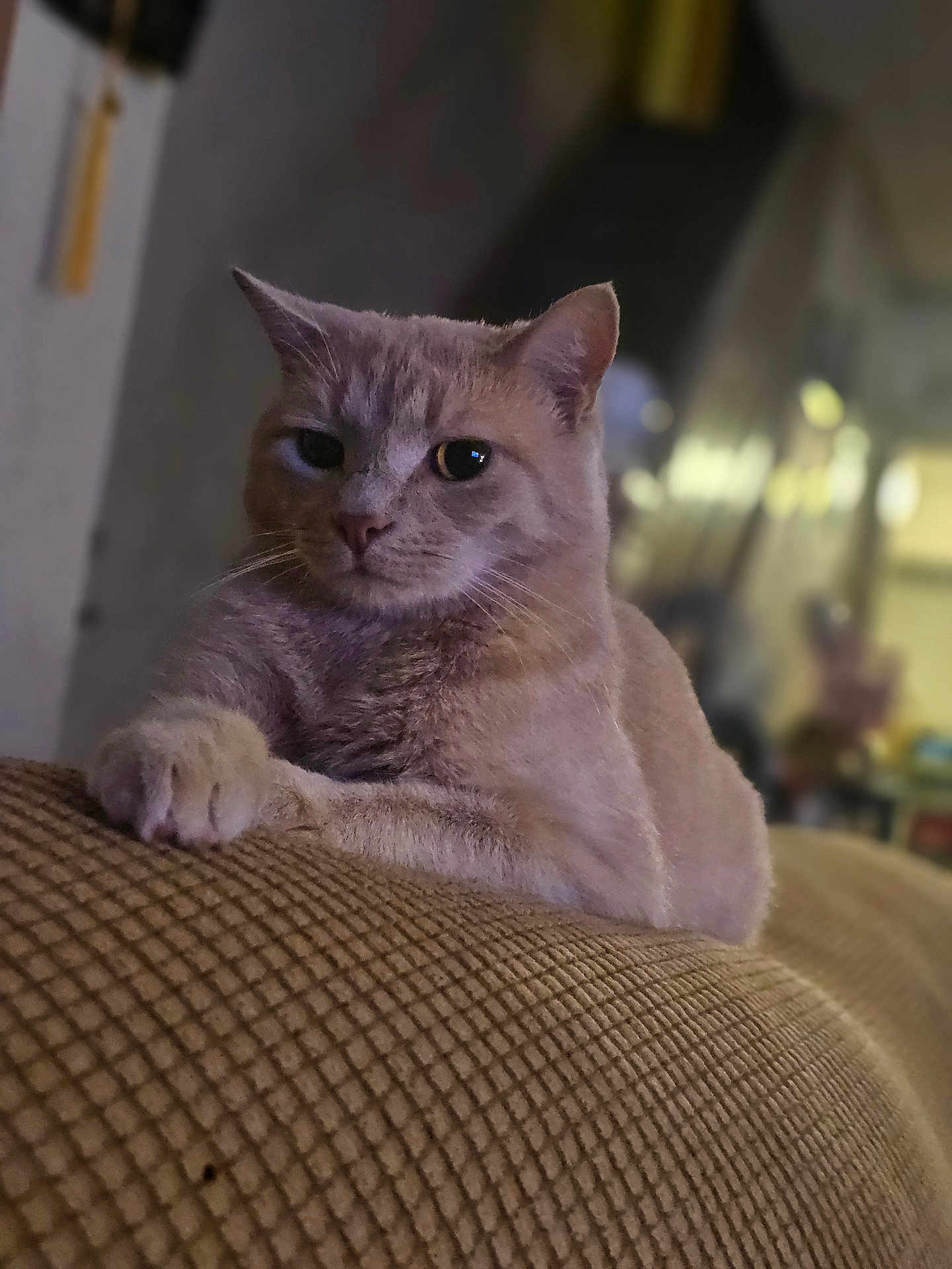 Patch joined the competition — help win amazing prizes! animal, calm, cat, closeup, couch, cozy, cute, domestic, feline, fur, home, indoor, mammal, paw, pet, relaxed, resting, sleepy, texture, whiskers