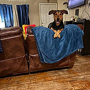 Annabelle is registered to the contest to win money with this photo: blanket, blue_blanket, brown_and_black, cozy, crossed_paws, curtains, dog, door, hardwood_floor, home, indoor, leather_furniture, living_room, paws, pet, portrait, recliner, sitting, smiling, television