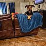 blanket, blue_blanket, brown_and_black, cozy, crossed_paws, curtains, dog, door, hardwood_floor, home, indoor, leather_furniture, living_room, paws, pet, portrait, recliner, sitting, smiling, television
