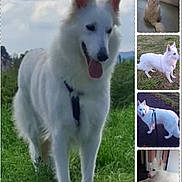 Utopia a rejoint le concours — aidez-le/la à gagner de superbes lots ! animal, canine, collar, cute, daylight, dog, fur, grass, indoor, leash, lying_down, nature, outdoor, pet, portrait, sitting, standing, tongue_out, white_dog, window