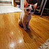 Snoopy participe au concours pour gagner de l'argent avec cette photo : kitten, cat, indoor, wooden_floor, kitchen, curious, pet, small, white, gray, floor, tile, home, domestic, animal, young, cute, sitting, feline, flooring